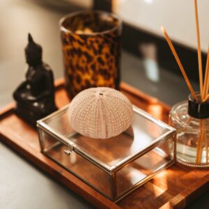 Still life home decor decoration with sea ​​urchin shell